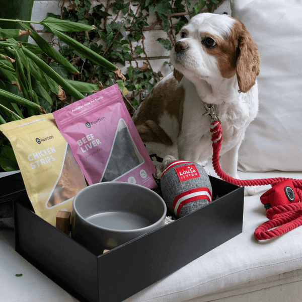 Doggy's Essentials